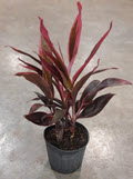 Red Sister Cordyline